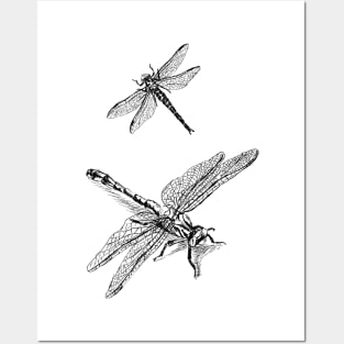 Dragonflies Print Posters and Art